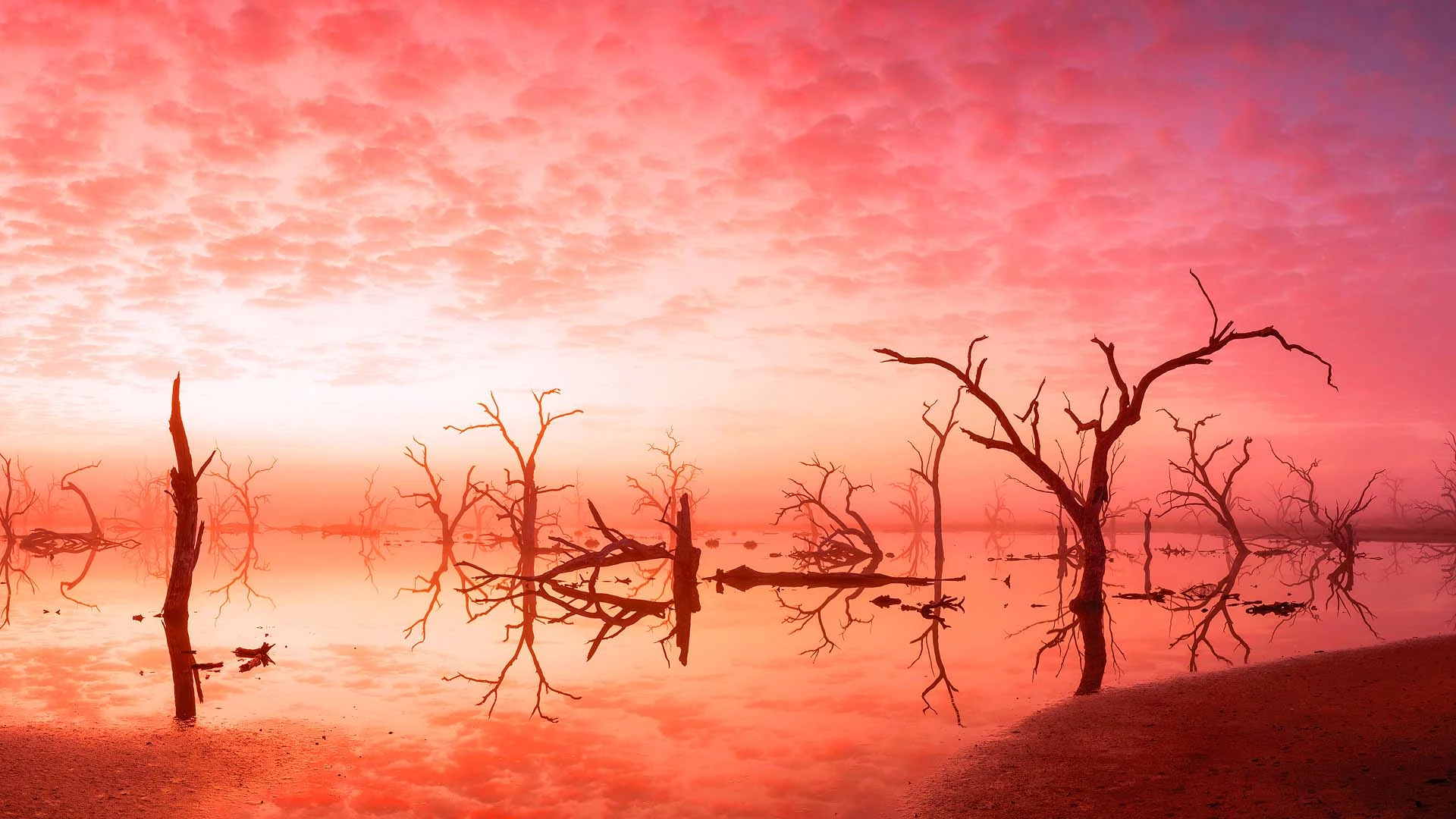 Misty pink wetland at sunrise