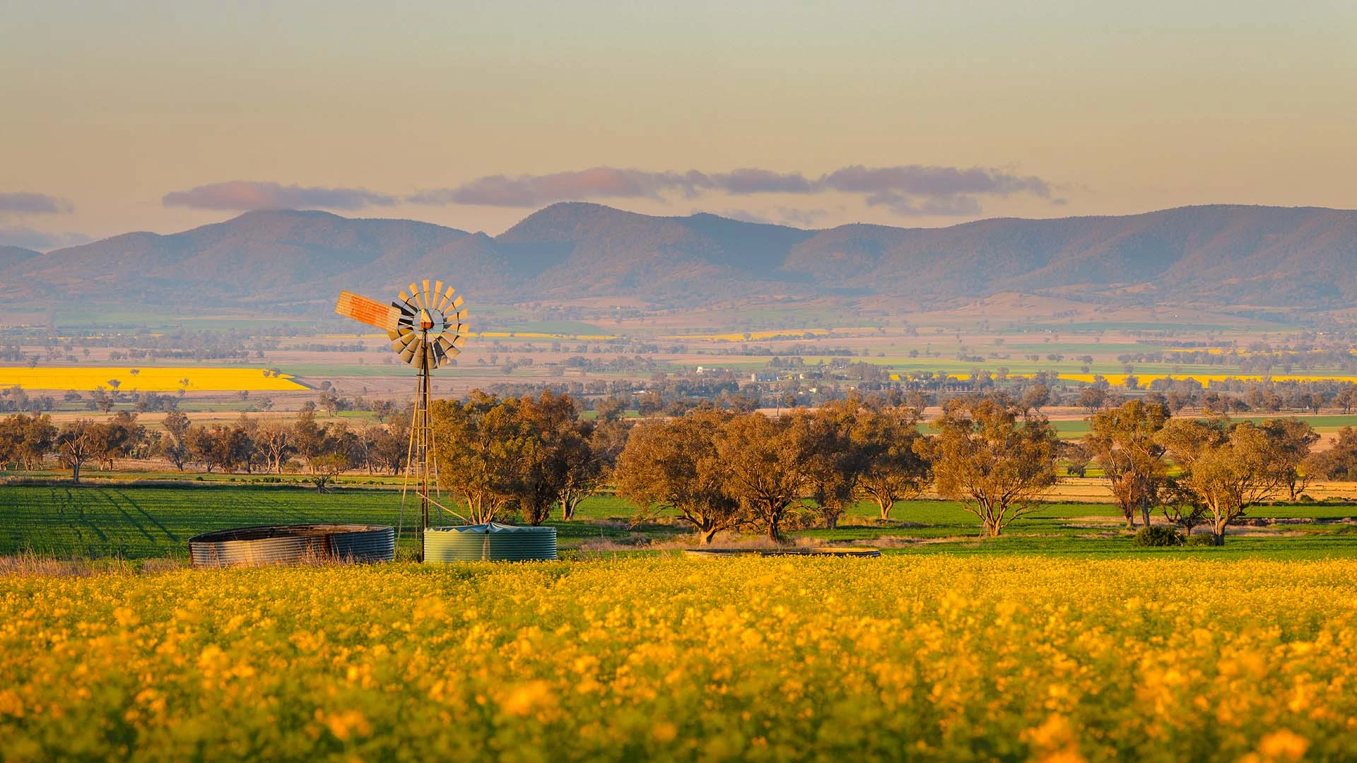 Golden canola fields